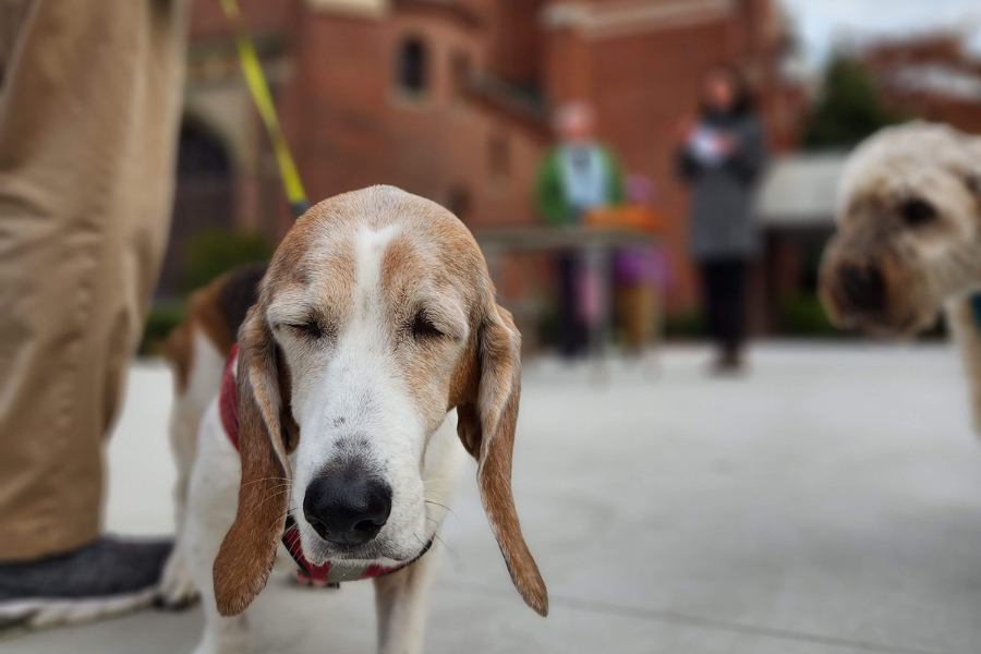 Dog on a leash at Parish of the Epiphany's annual Blessing of the Animals