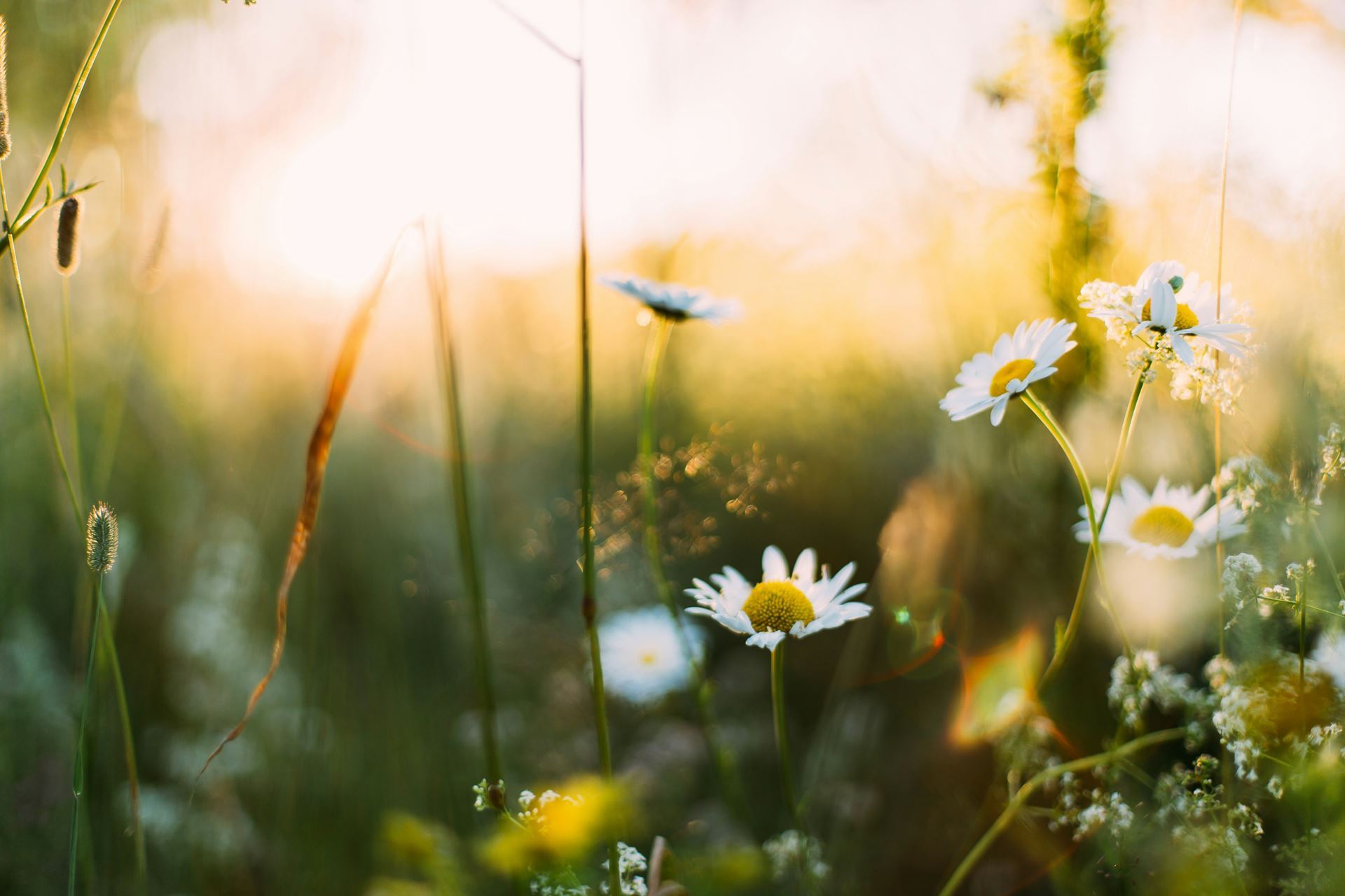 Stock image of daisies and tall grass in a green field